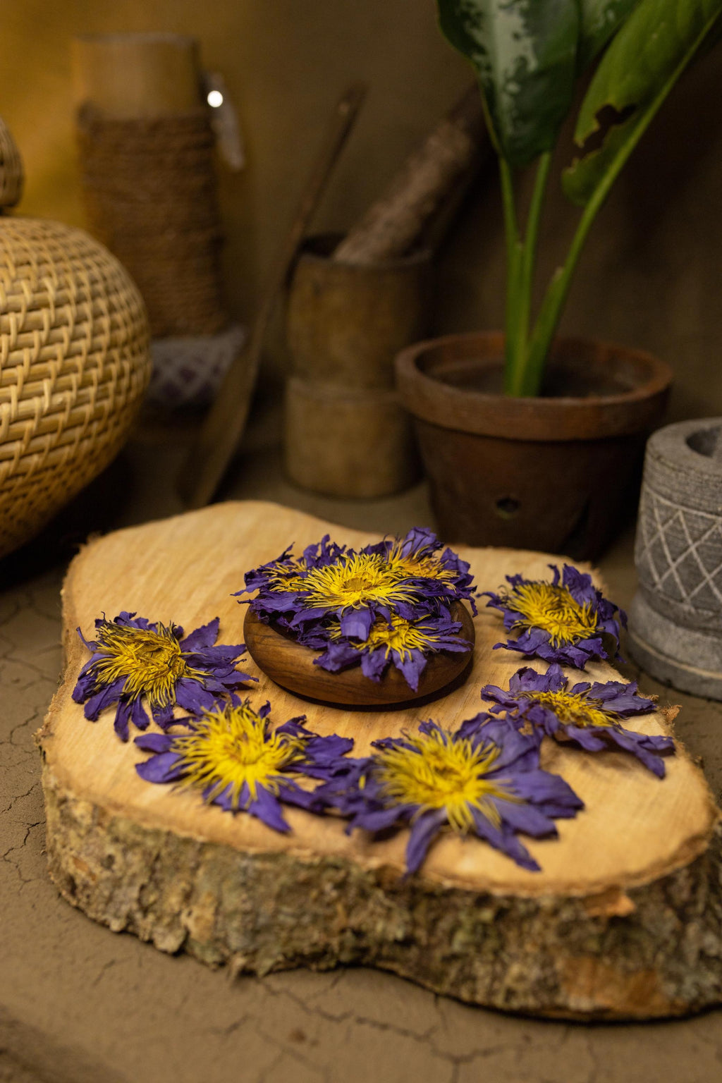 Blue Lotus Flowers